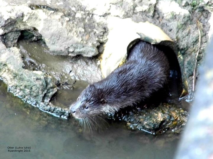 speckywright's tweet photo. @BBCSpringwatch #autumnwatch urban otter in the town of market Harborough Leicestershire! #urban #otter #lutralutra https://t.co/YhJxs0Z3Qw