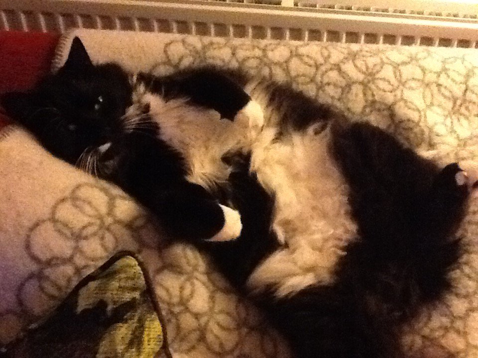 ShannonScandi's tweet photo. Robbie loves lolling around on his #Finnish blanket , last years #Christmas present from #ShannonFurniture. https://t.co/3WwZEyF3Tu