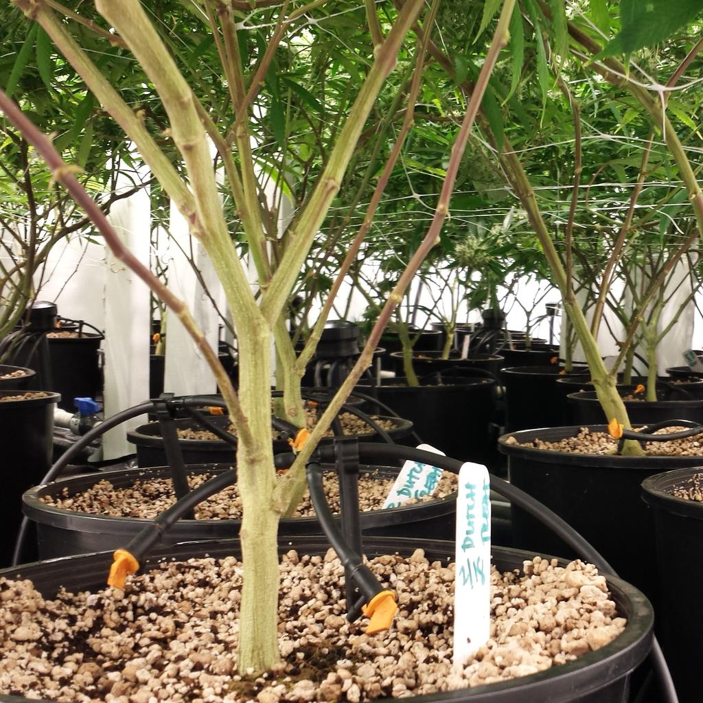 PyreFarms's tweet photo. Have to keep the girls happy 🌲✂🍃🌴 #PyreFarms #ClimaGrowSponsored #ClimaGrown #JuicedGrow #ClimaGrow #cannabis https://t.co/0674clGrMw