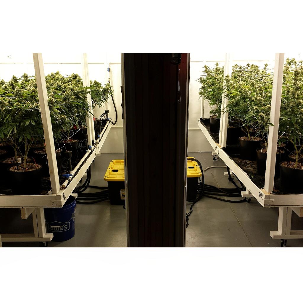 PyreFarms's tweet photo. #PyreFarms #ClimaGrowSponsored #ClimaGrown #JuicedGrow #ClimaGrow #cannabis https://t.co/QVEGtgR1hm