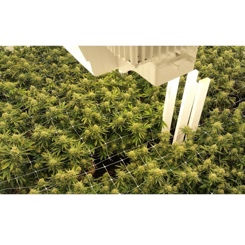 PyreFarms's tweet photo. #PyreFarms #ClimaGrowSponsored #ClimaGrown #JuicedGrow #ClimaGrow #cannabis https://t.co/L4XHz03ZCD