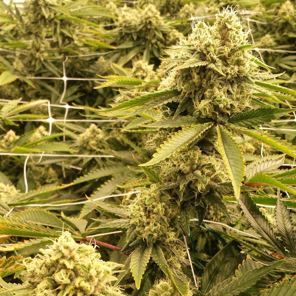 PyreFarms's tweet photo. #PyreFarms #ClimaGrowSponsored #ClimaGrown #JuicedGrow #ClimaGrow #cannabis https://t.co/v3VguGT6EK