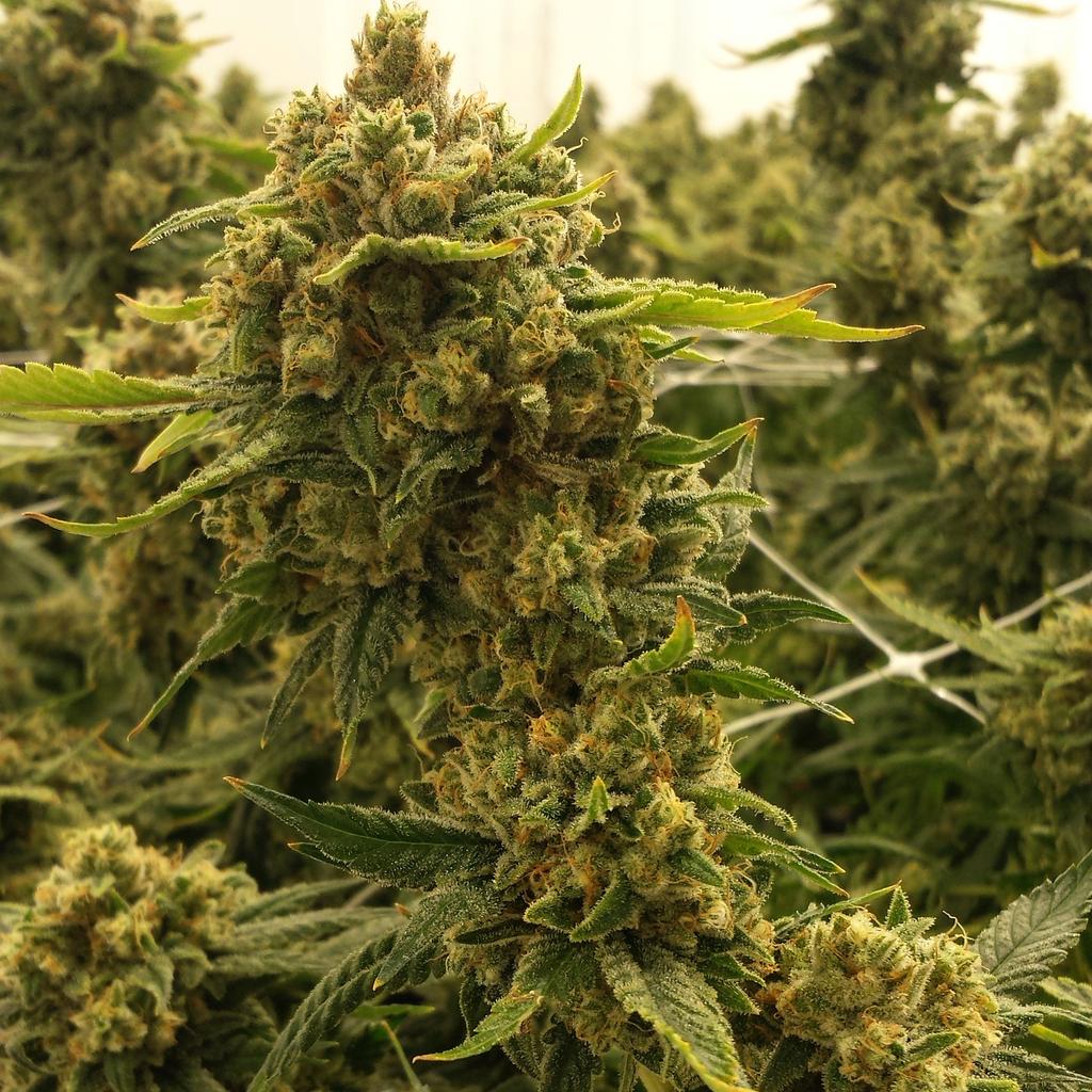PyreFarms's tweet photo. #PyreFarms #ClimaGrowSponsored #ClimaGrown #JuicedGrow #ClimaGrow #cannabis https://t.co/7jIAFuzvvt