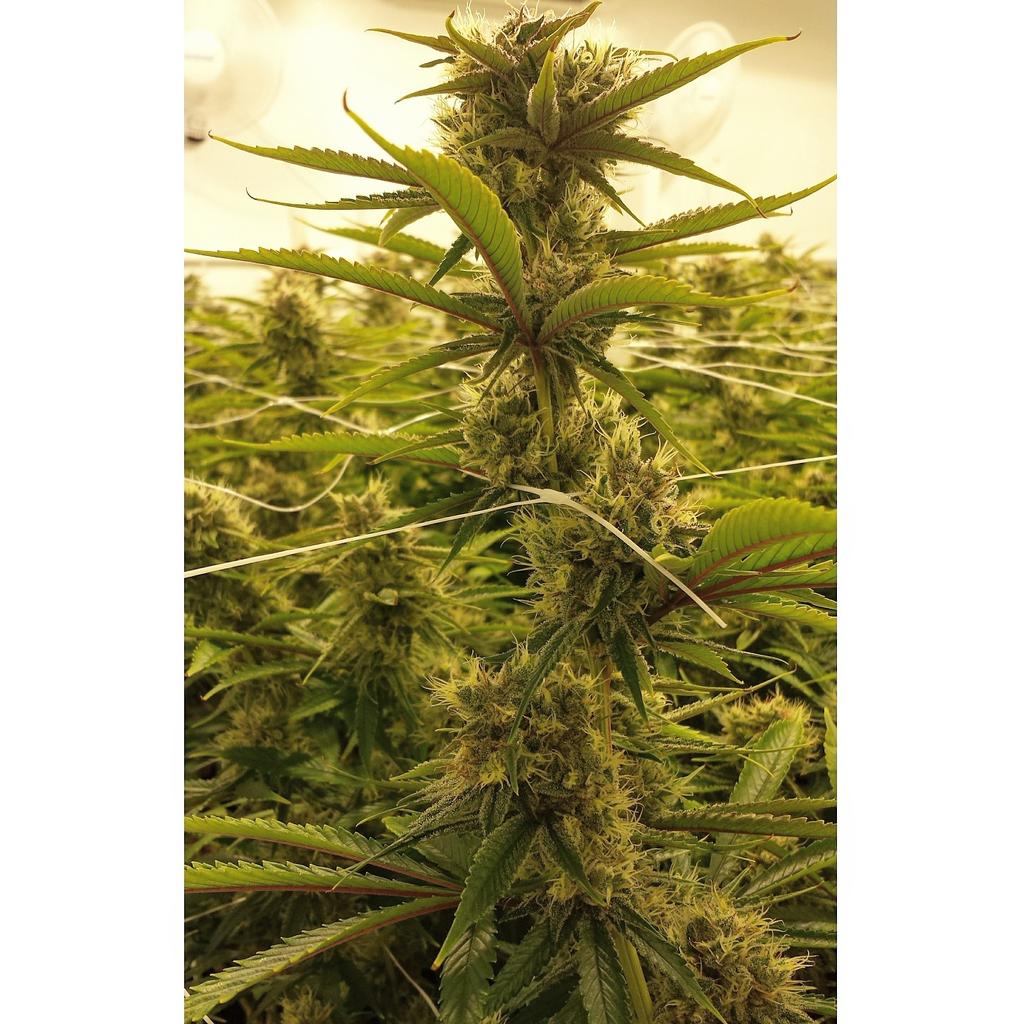 PyreFarms's tweet photo. #PyreFarms #ClimaGrowSponsored #ClimaGrown #JuicedGrow #ClimaGrow #cannabis https://t.co/EcMnMHPf6n