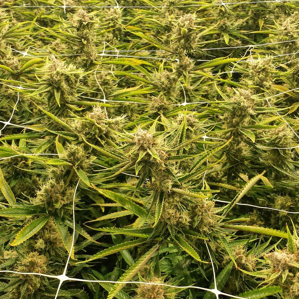 PyreFarms's tweet photo. #PyreFarms #ClimaGrowSponsored #ClimaGrown #JuicedGrow #ClimaGrow #cannabis https://t.co/XhU1gqRpRc