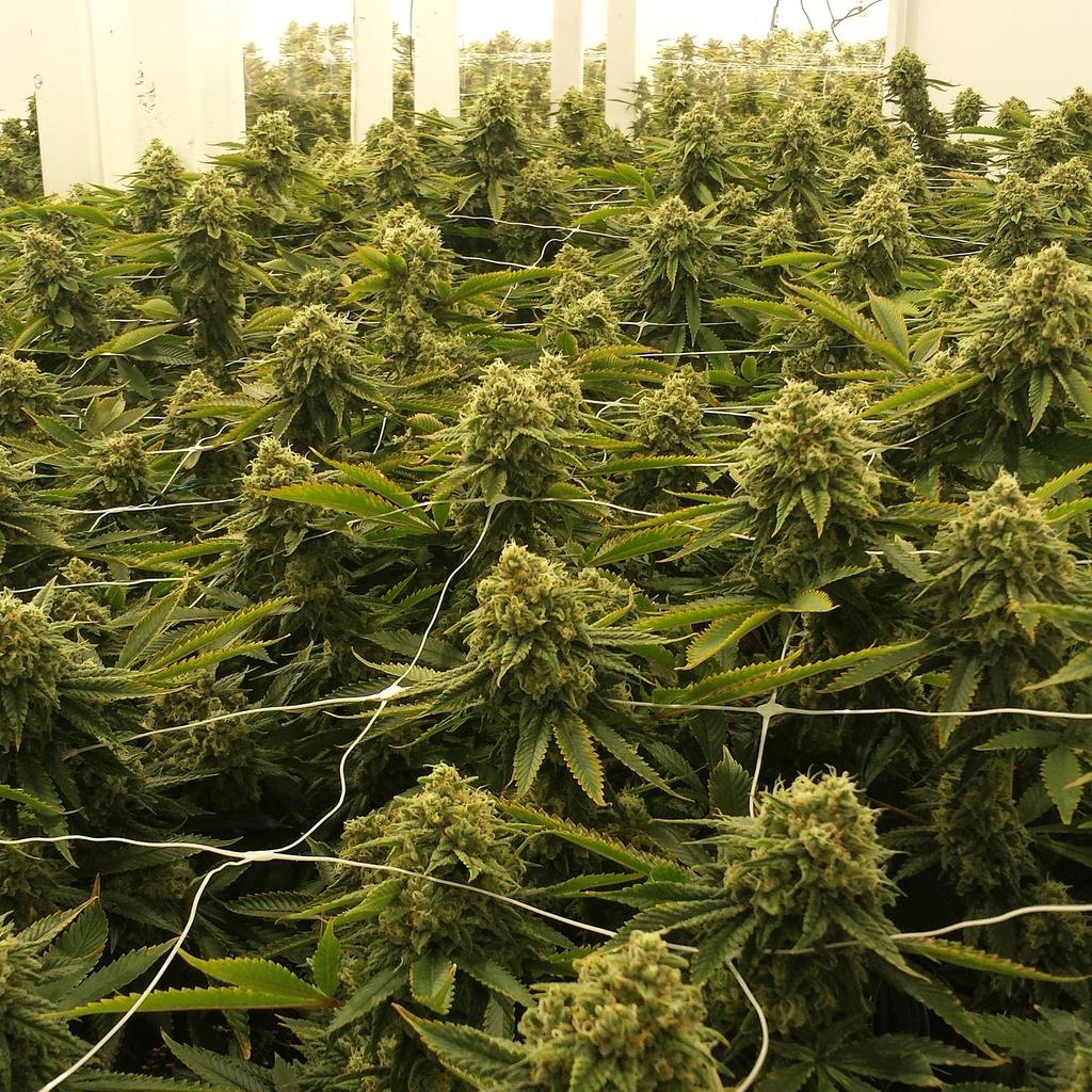 PyreFarms's tweet photo. #PyreFarms #ClimaGrowSponsored #ClimaGrown #JuicedGrow #ClimaGrow #cannabis https://t.co/gs1YR2TMhF