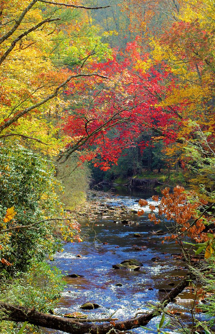 AutoTitlePros's tweet image. Pisgah National Forest #NC in the autumn! Sad that pretty soon, colors will be completely gone!
