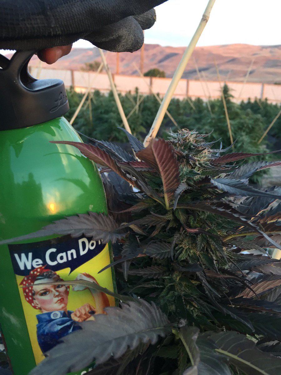 Weed Woman (@WeedwomanWW) / Posts / X