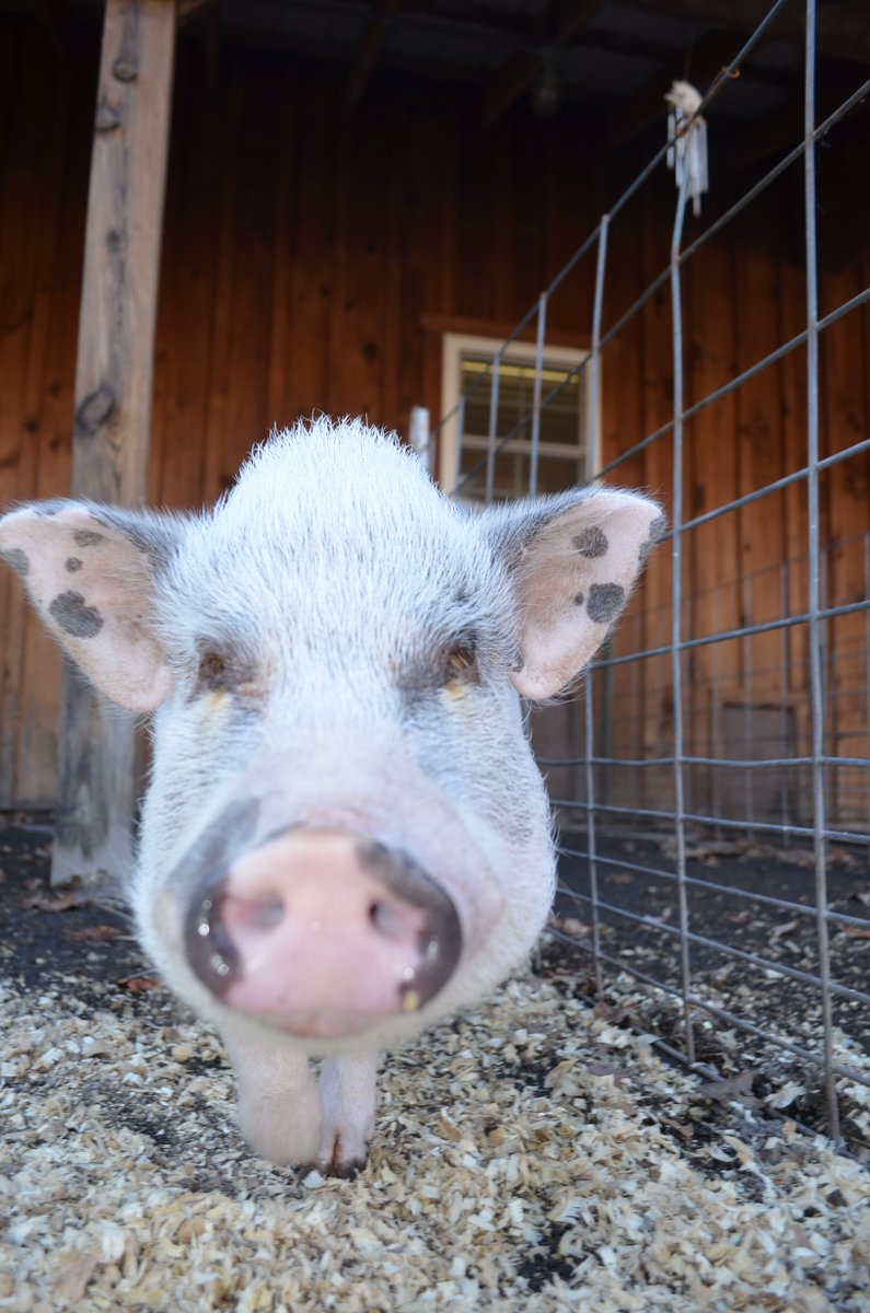 RossMillFarm's tweet photo. And the award for the cutest spotted ears goes to... Snooki!  #petpigs #cute  #love #potbelliedpigs #love #ears https://t.co/kWFWuWxi3M