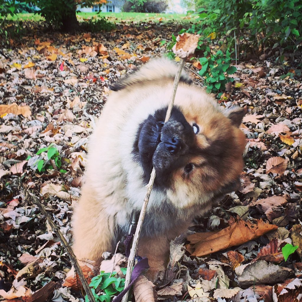 SongshiChowChow's tweet image. Puppy 0 : twig 1 #chewingeverything #chowchow