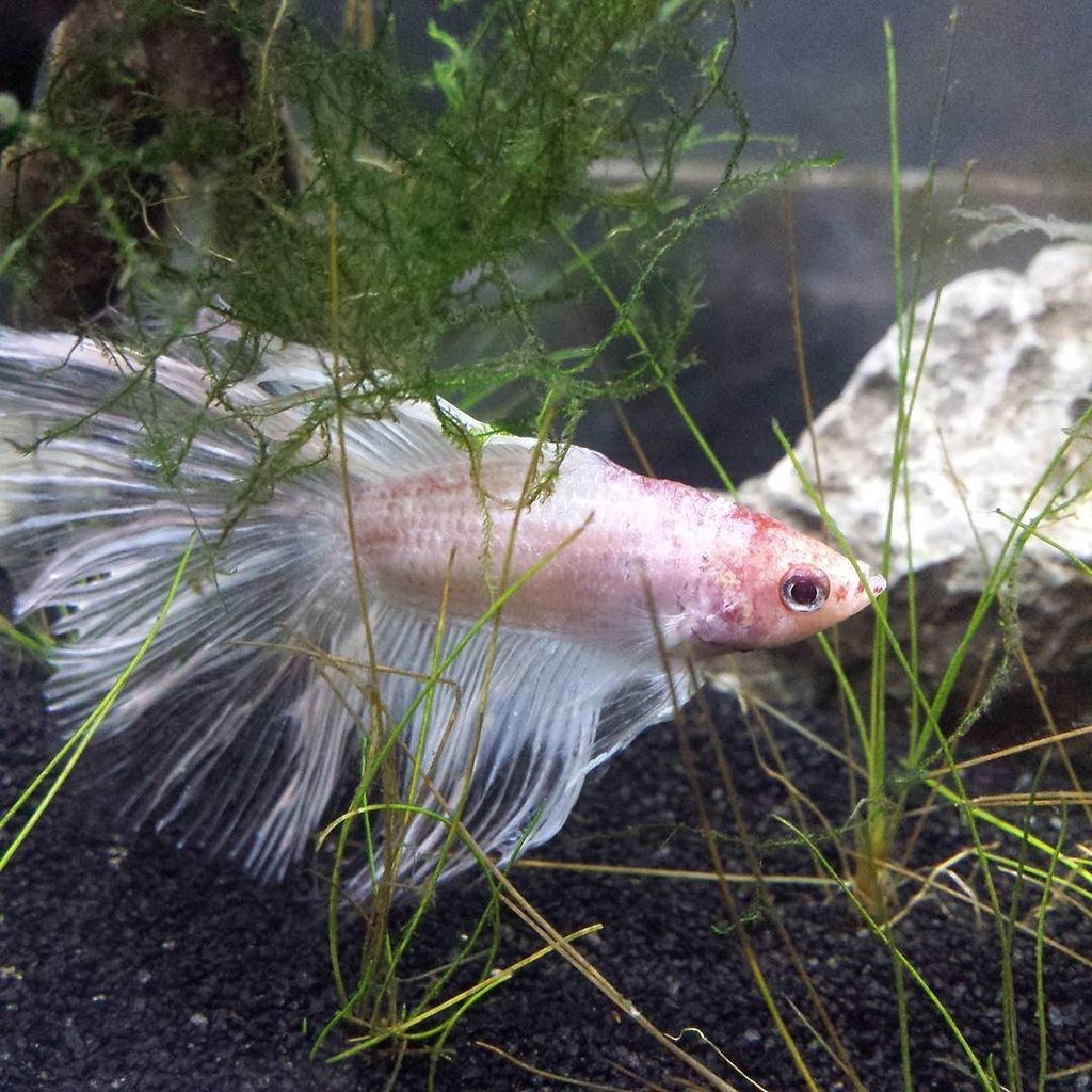 Akvaristan's tweet photo. #akvaristan #aquarium #akvaryum #aquarien #30daysoffishmas Day Four: Colors. I Decided to do Ghost because white is… https://t.co/NX4FoK2S8O