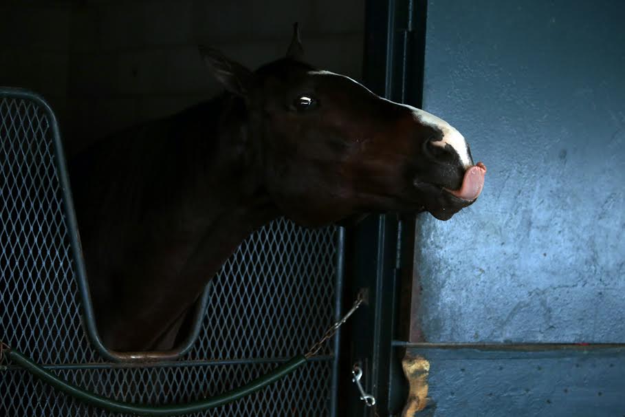Making sure that I was paid attention to last week. Who cares about the rest of the horses in the Stakes Barn?