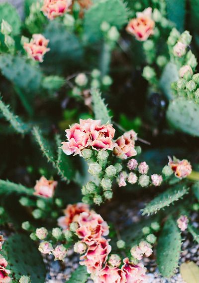 CactusDelMundo's tweet photo. Follow us to see the most beautiful cactus in the world #idol#startup#drought#capricorn https://t.co/Ha25Xrmnyq