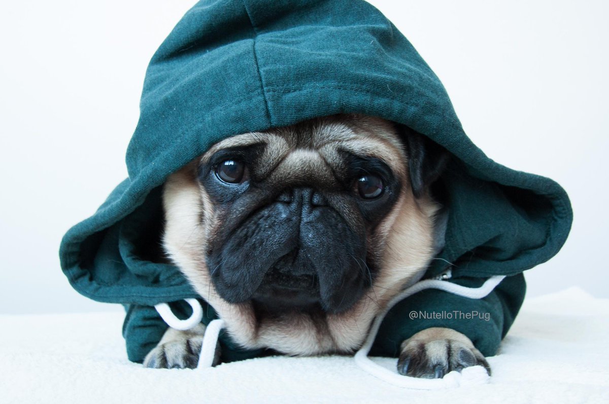 NutelloThePug's tweet photo. Bring it on weekend! I have been patiently waiting! #nutellothepug #pug #dof #cute #style https://t.co/QmZtN5TmdR