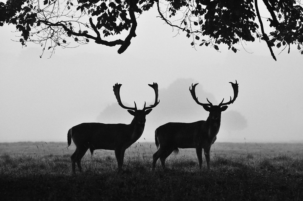 ghacon's tweet photo. "Oh deer, Oh deer" @ghacon @Holkham on a fine morning! Loving the deer on the estate. https://t.co/Cdfs5ehSFr