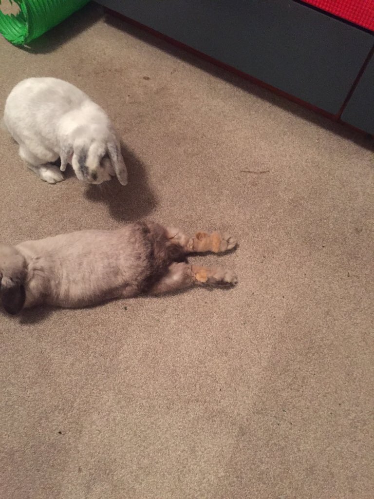 BilliejeanBunny's tweet photo. @dorahousebunny thank you for teaching me to lay like a lady!before and after pics after my #etiquettecourse https://t.co/9prEh3bCde