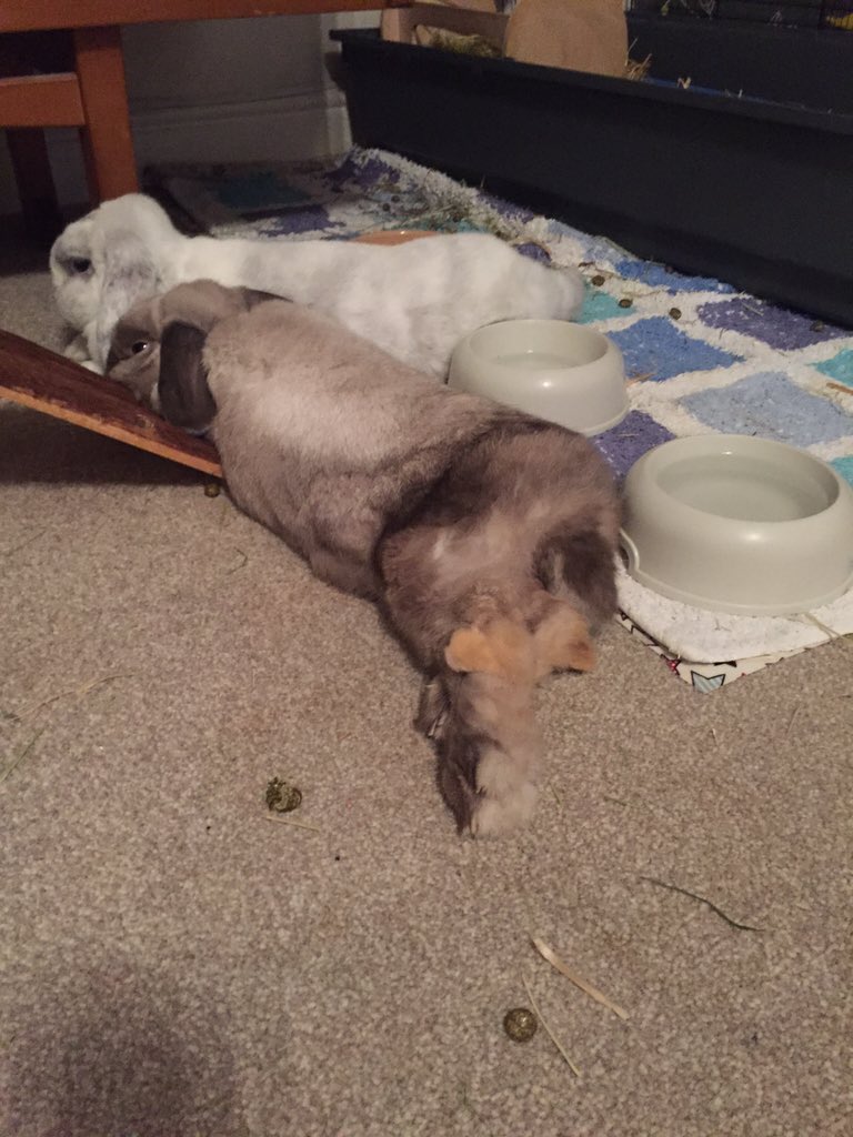 BilliejeanBunny's tweet photo. @dorahousebunny thank you for teaching me to lay like a lady!before and after pics after my #etiquettecourse https://t.co/9prEh3bCde