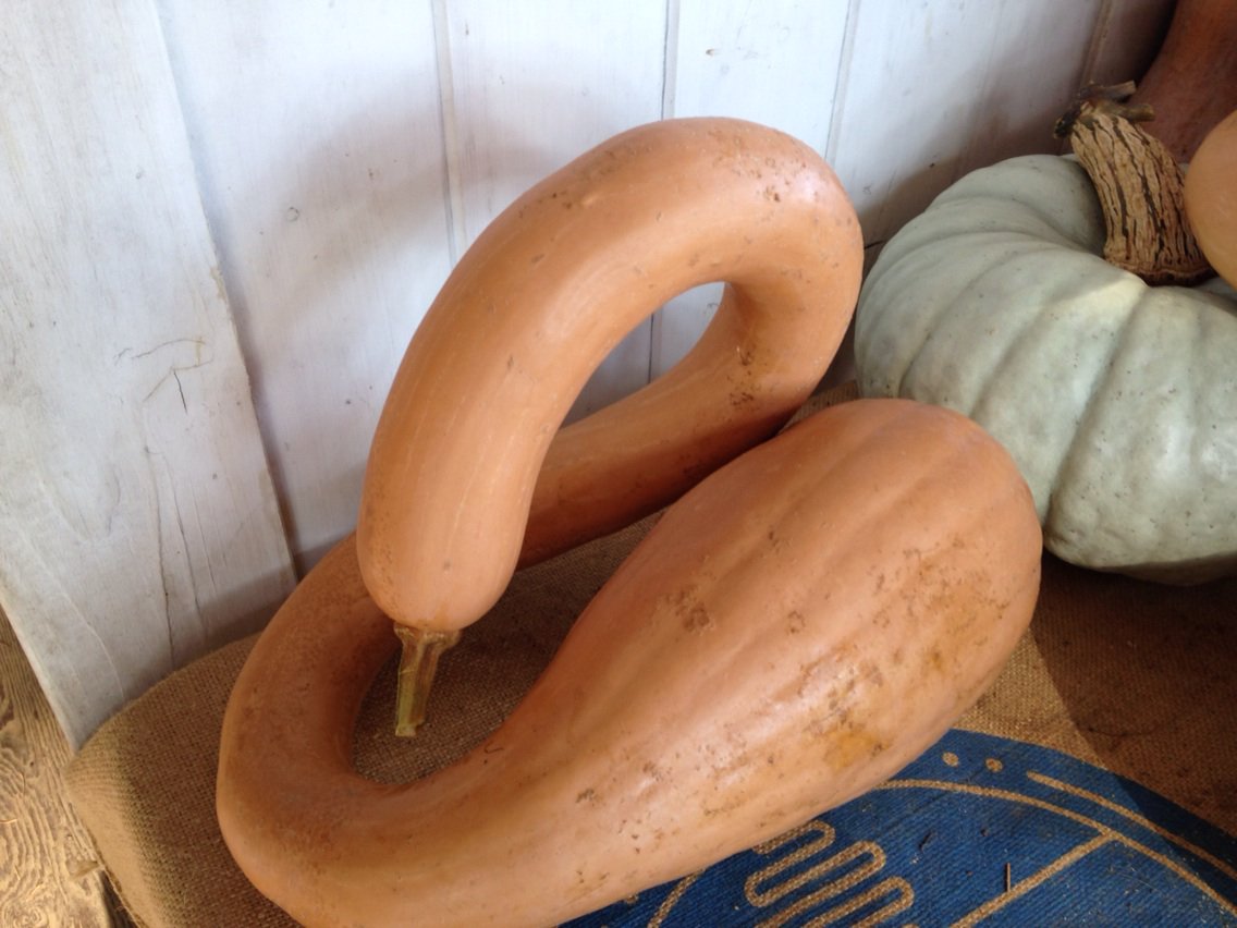 Swan squash #squashlove