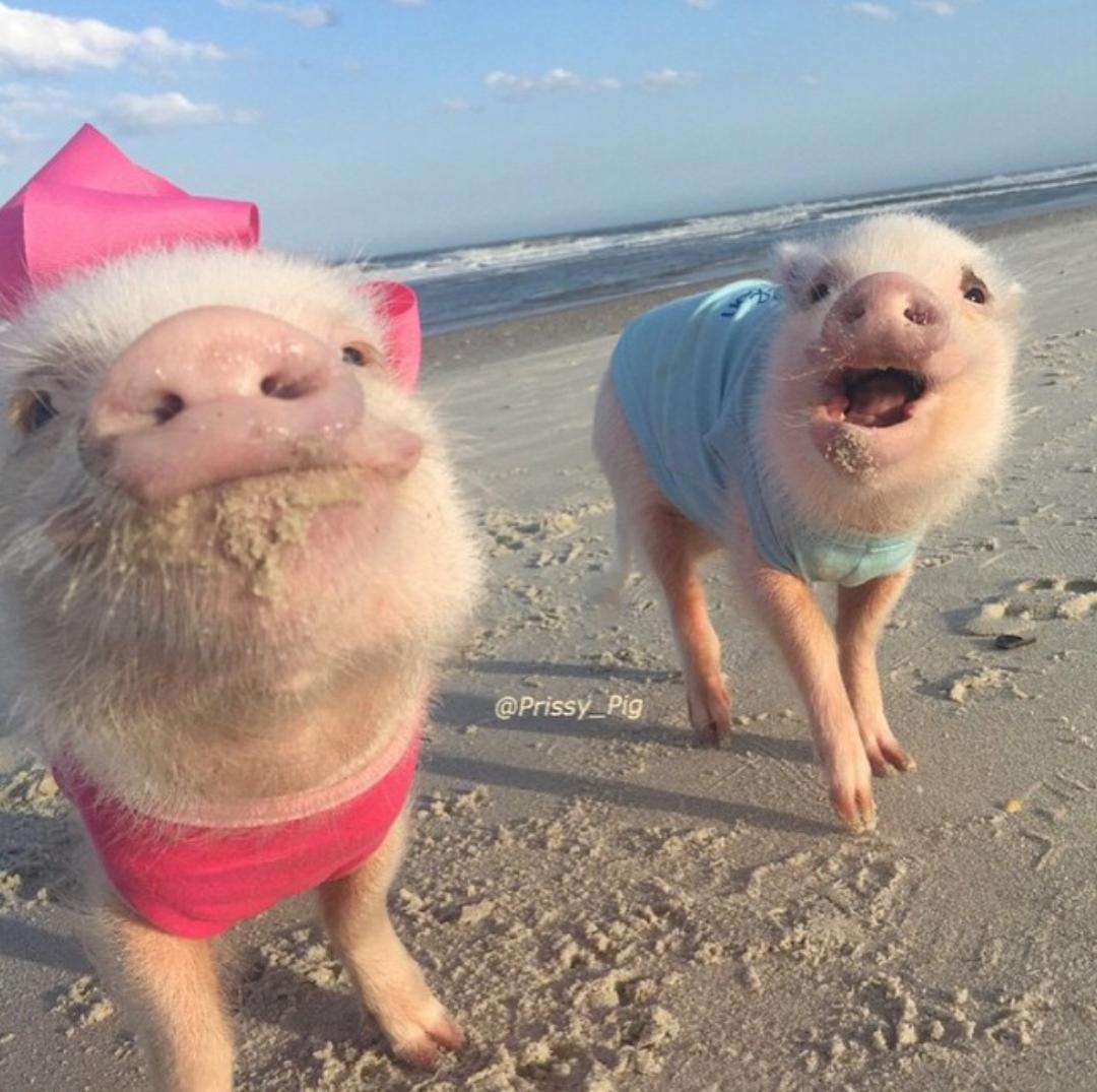 Lalibretilla's tweet image. Foto en Snapchat
Vs
Foto en Instagram