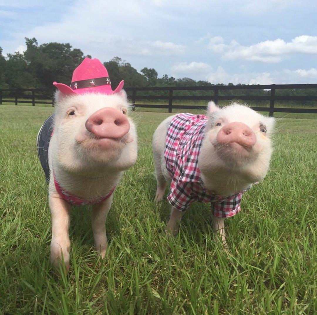 Lalibretilla's tweet image. Foto en Snapchat
Vs
Foto en Instagram