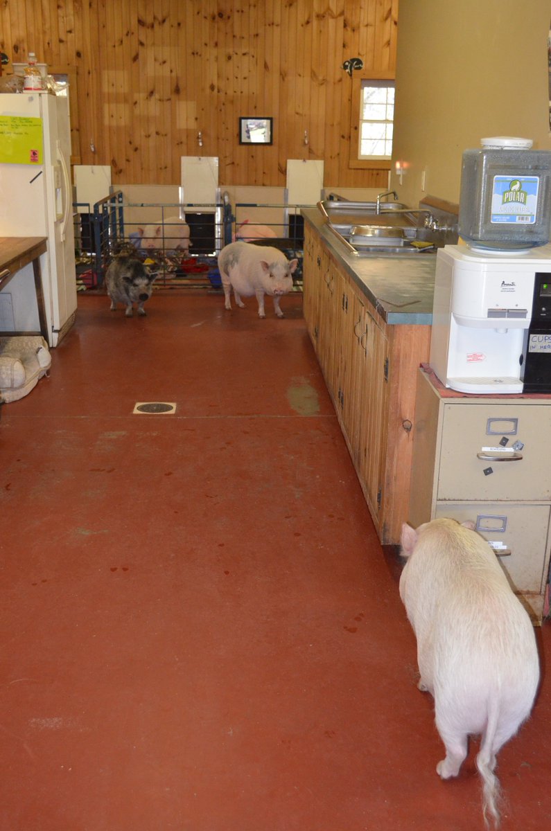 RossMillFarm's tweet photo. The stand-off begins... #highnoon #pigworld #petpigs #potbelliedpigs #lookout https://t.co/JV459tASfF
