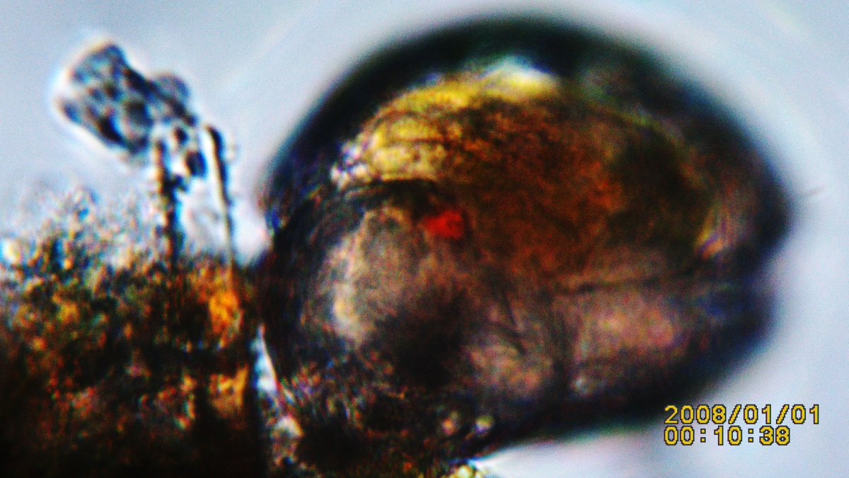 ResaSresa's tweet photo. #ICHSGSPbio7 God even cares for the smallest things like daphnia. -Bio Lab https://t.co/9wvyzUOlkH