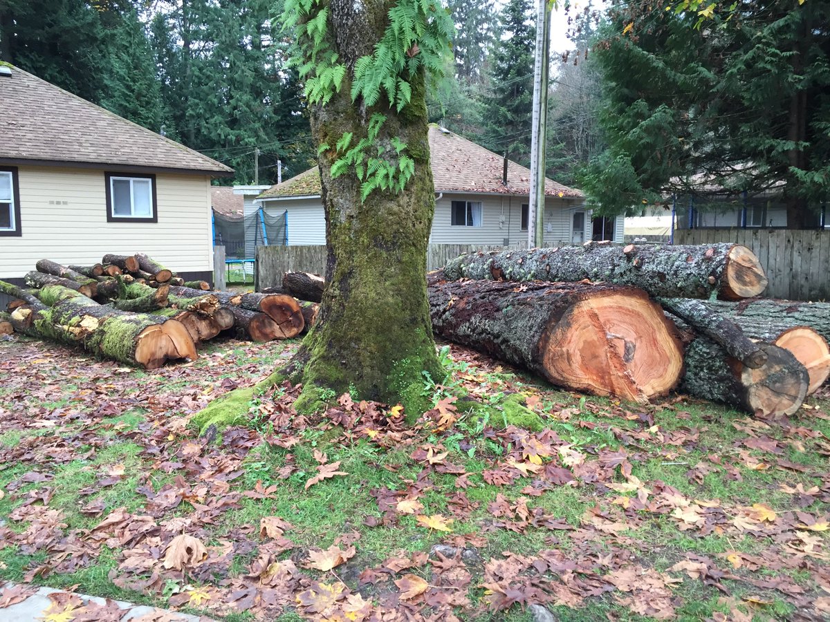 onlycampforme's tweet photo. Got skills? Chainsaw skills that is. We need your help! https://t.co/zO9bPRBmG0