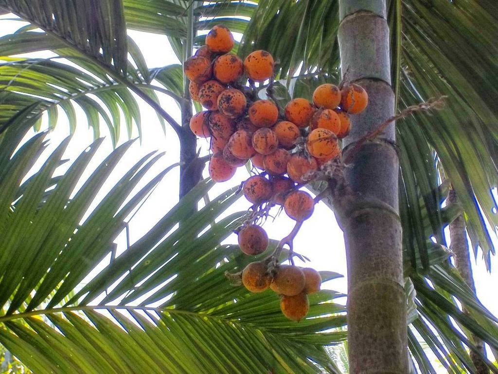 FabHacks's tweet photo. SinghVinodagra : https://t.co/g5w1XFZr0w #tree #cashew #dryfriuts #favorite #drink #faini #prepration #place #natu… https://t.co/G59k8A3gbF
