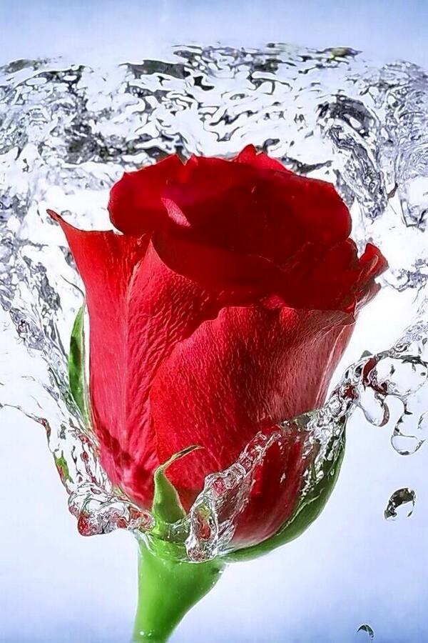 guillermobustos's tweet photo. @Saffron606: #OneRedRose ~ #Flowers ~ #Roses https://t.co/tT36bF6H8l @… https://t.co/1AesJ4hTKN