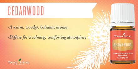 youngliving's tweet photo. Diffuse some Cedarwood and imagine you’re relaxing in a peaceful forest. https://t.co/iHEx6xWI3H https://t.co/hrFrLJjpxv