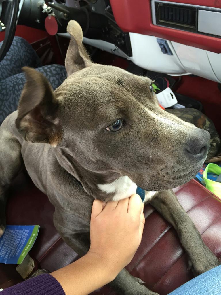 amber_leigh23's tweet photo. Help me find this sweet boy a home!! Retweet retweet retweet https://t.co/ACFBSaWCXc
