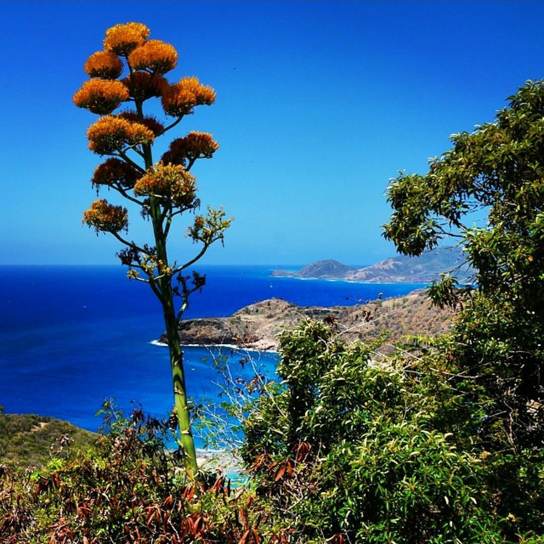 Antigua & Barbuda on X: "#IndependenceWeek The Agave Karatto ...