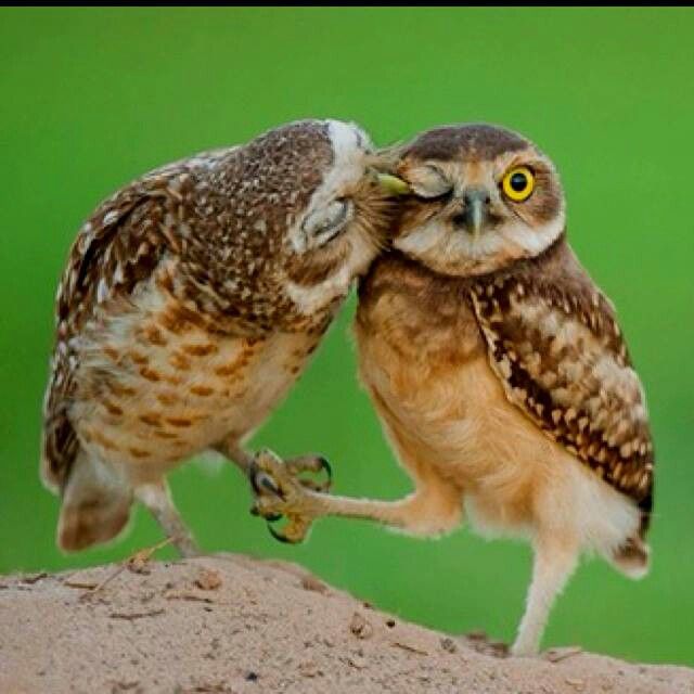 sharecute_com's tweet photo. #Awww https://t.co/rIP0Jw5WeL https://t.co/ErU5NsgfRV