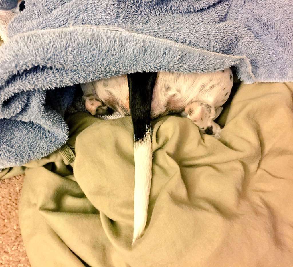 SweetPeaThePod's tweet photo. Someone found the warm towels. #longdoglove #hotdog #dachshund #doxieposse #sweetpeathepod #pets #chores https://t.co/3dluqJAwCk