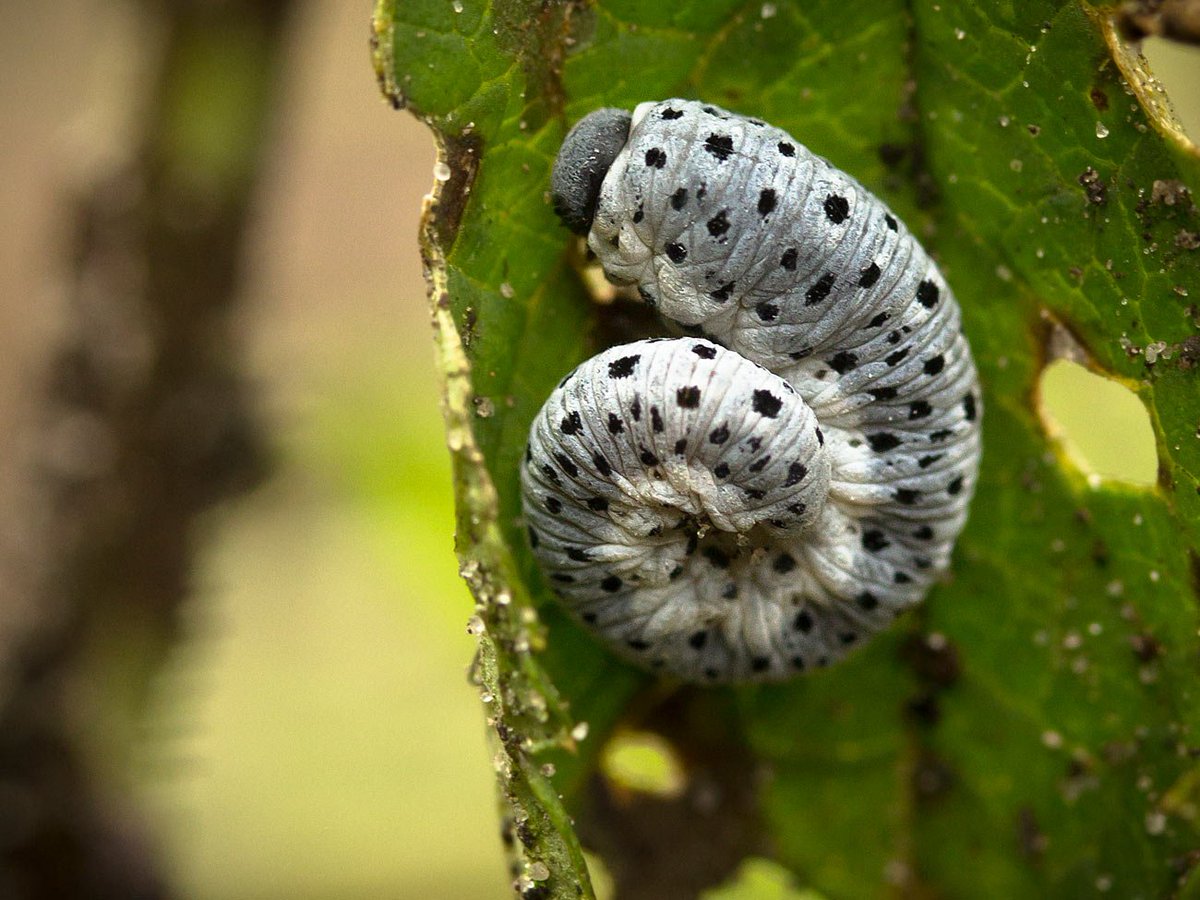 E_van_den_Ham's tweet photo. Figwort #Sawfly #Helmkruidbladwesp (#Tenthredo scrophulariae) larva found today on #Scrophularia nodosa https://t.co/0os0It1Ndq