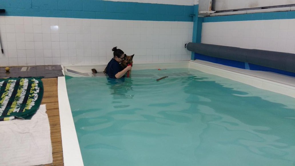 V1964Paul's tweet photo. Sheba at her first hydro session @Moredge great team of caring ladies. Proved emotional for us and fun for Sheba https://t.co/B1RJP3bk6j