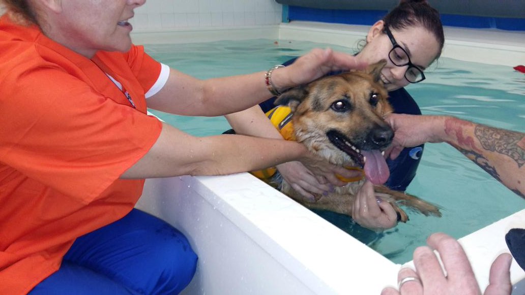 V1964Paul's tweet photo. Sheba at her first hydro session @Moredge great team of caring ladies. Proved emotional for us and fun for Sheba https://t.co/B1RJP3bk6j