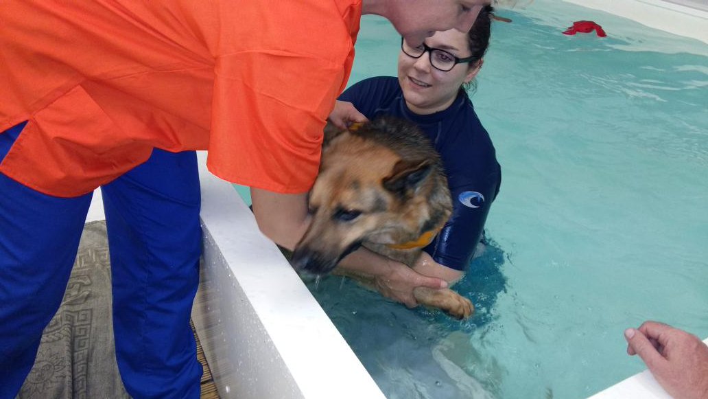 V1964Paul's tweet photo. Sheba at her first hydro session @Moredge great team of caring ladies. Proved emotional for us and fun for Sheba https://t.co/B1RJP3bk6j