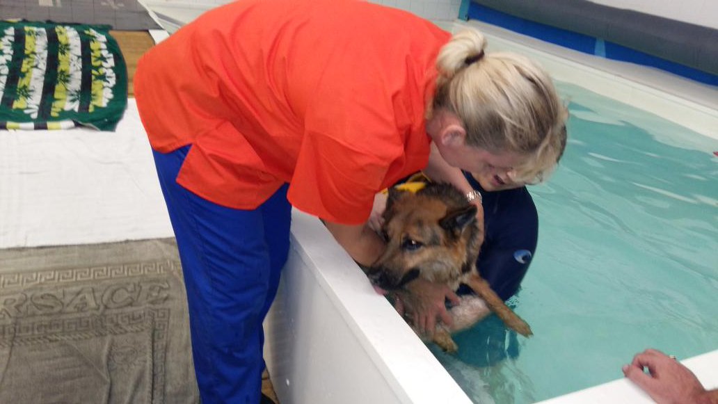 V1964Paul's tweet photo. Sheba at her first hydro session @Moredge great team of caring ladies. Proved emotional for us and fun for Sheba https://t.co/B1RJP3bk6j