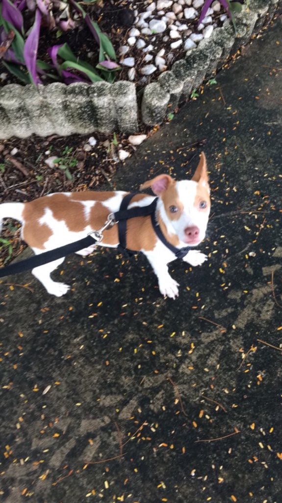 thisisthedogFL's tweet photo. Found dog in the Villages of Homestead. Email if u can claim. adopt@thisisthedog.com https://t.co/7RE8Dwr32N