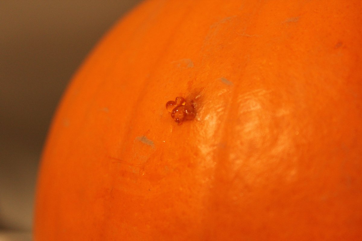 Didn't realize pumpkins could heal themselves once off the vine--now I have mixed feelings about carving this guy!
