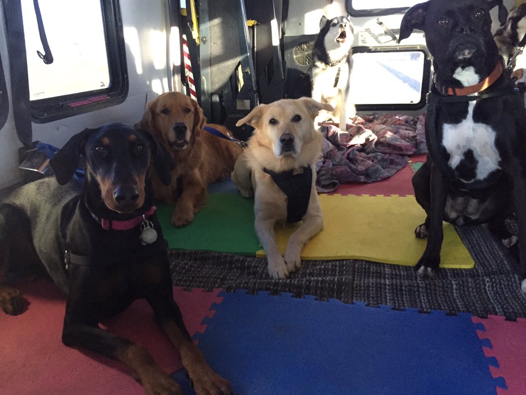 CrateEscape1's tweet photo. Optomus singing on our Doggie bus #Airdrie #dogsoftwitter https://t.co/d3q5scUpS8