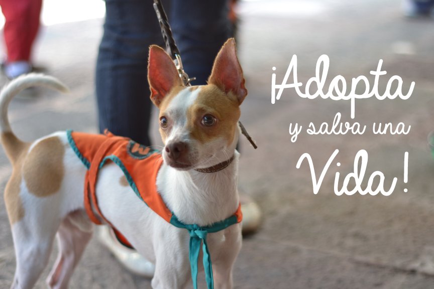 IdogYou's tweet photo. Adopta un #perro y salva una vida. Por las adopciones responsables: https://t.co/JHws3grJZn https://t.co/IaU1mH9oQU
