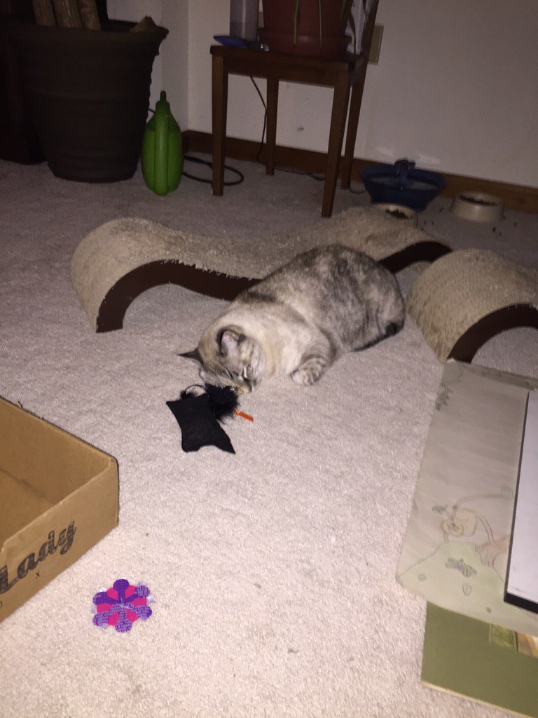 CBBlouin's tweet photo. Nope, she's an addict.  #CatLadyBox https://t.co/KAsuJM5iqo
