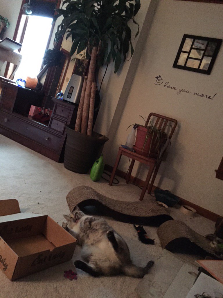 CBBlouin's tweet photo. Nope, she's an addict.  #CatLadyBox https://t.co/KAsuJM5iqo