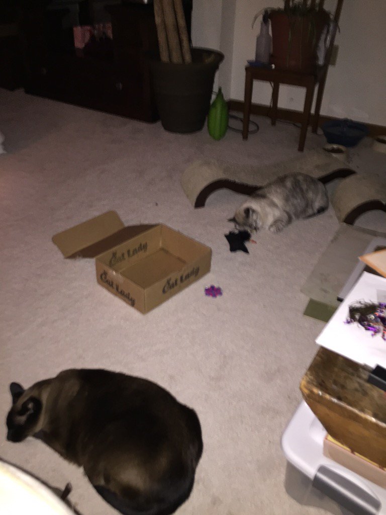 CBBlouin's tweet photo. Nope, she's an addict.  #CatLadyBox https://t.co/KAsuJM5iqo