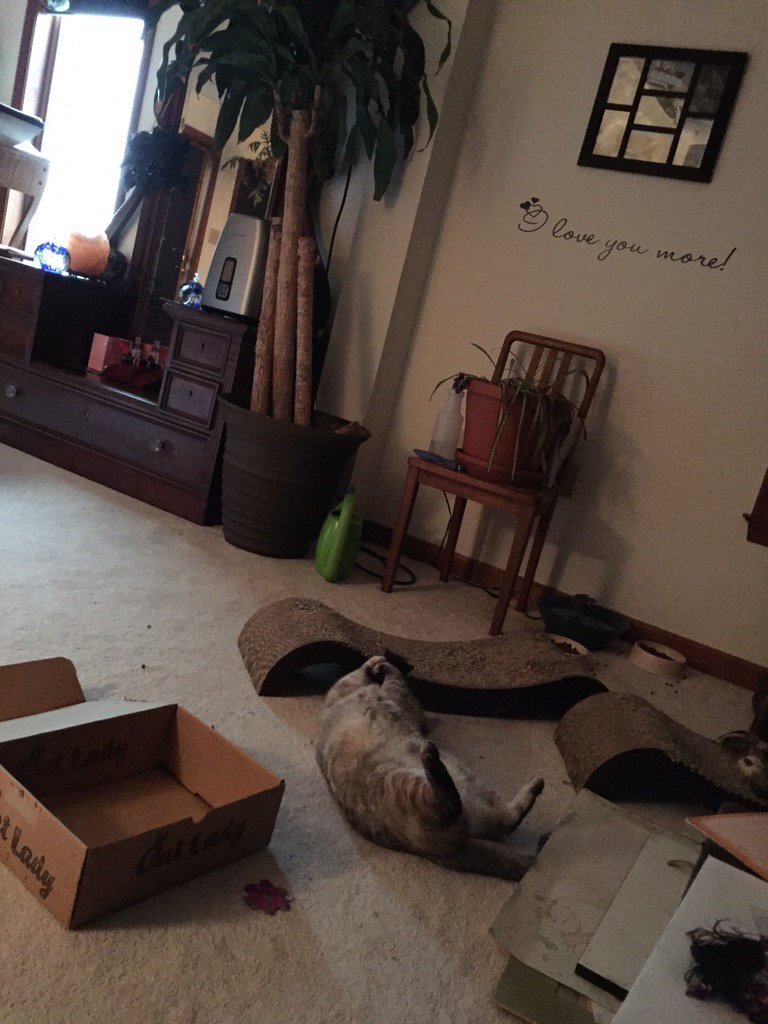 CBBlouin's tweet photo. Nope, she's an addict.  #CatLadyBox https://t.co/KAsuJM5iqo