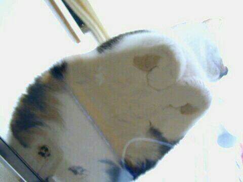 香箱座りbot Koubakozuwari B Twitter