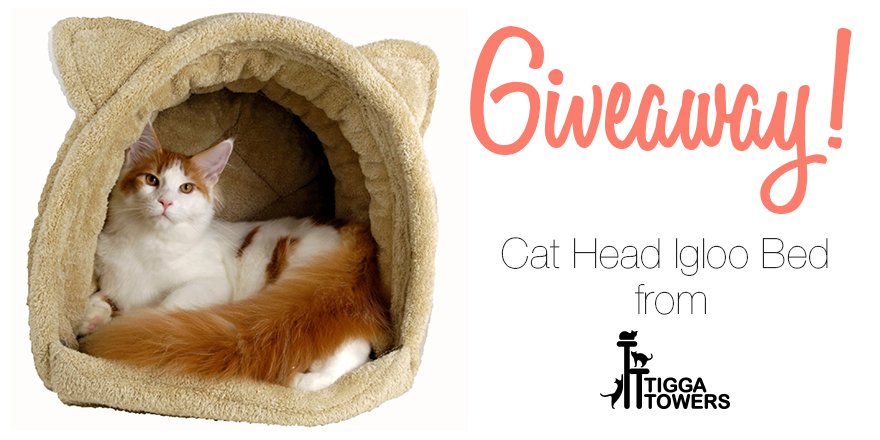 LuxuryCatTowers tweet picture