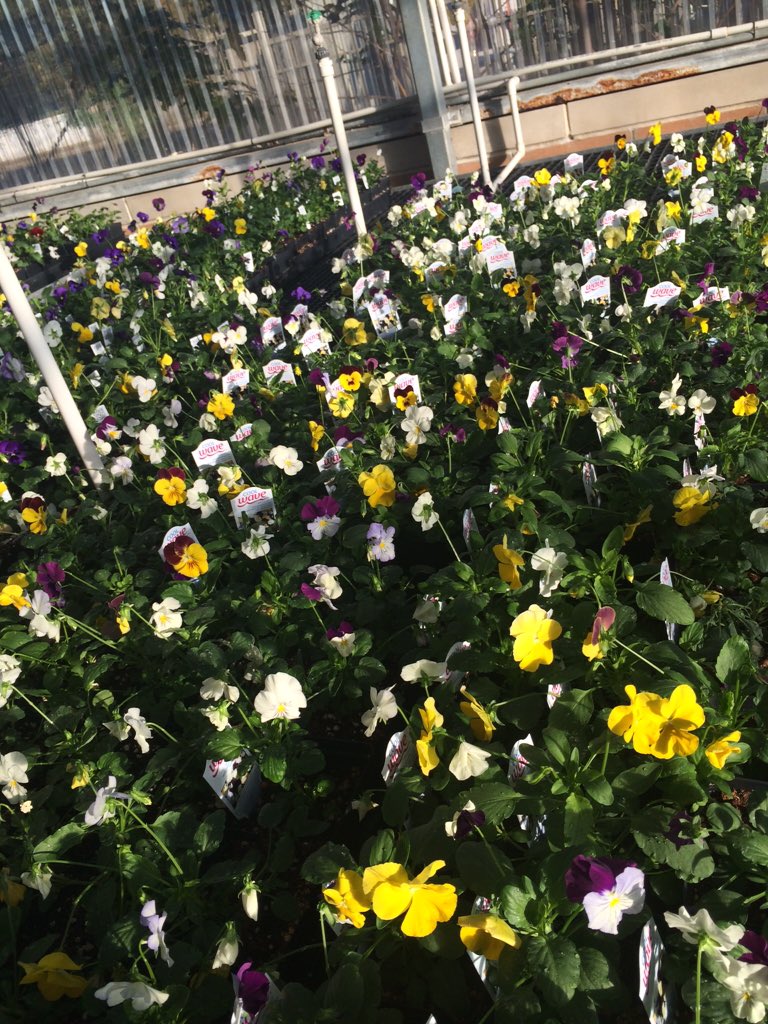 Nimitz Greenhouse tweet media